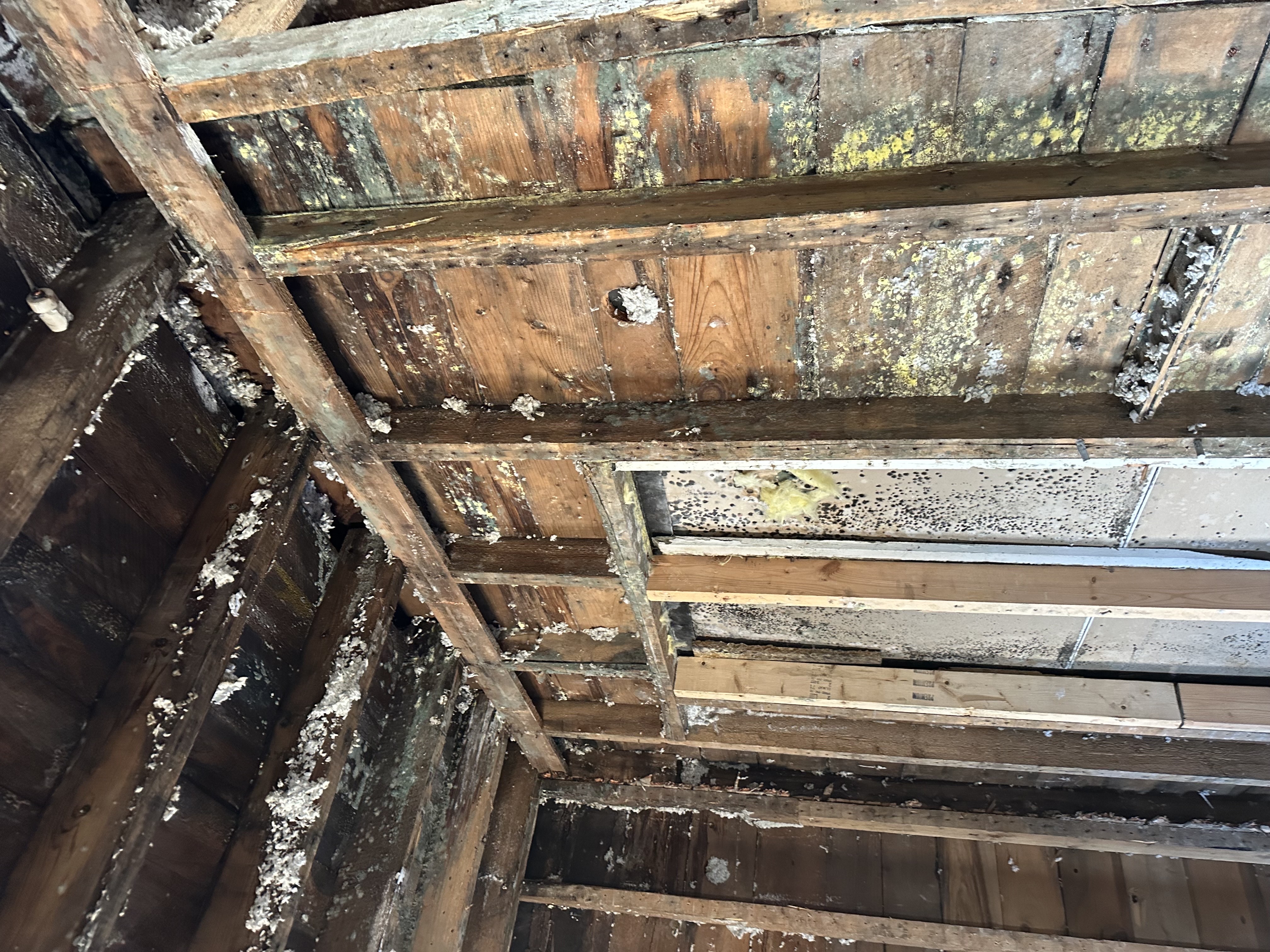 Mold damage on wooden studs and ceiling in Annandale